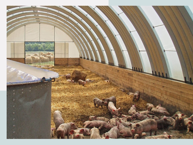 Строительство свинарников в Азнакаеве